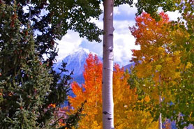View through the trees changing colors in the fall of the snow capped Spanish Peaks near Cuchara, Colorado.