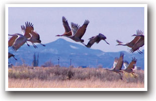 Flying birds near the Monte Vista Wildlife Refuge, Colorado