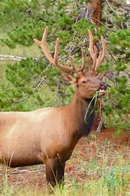 Elk grazing on tree near Dolores, Colorado