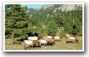Herd of elk at Estes Park, Colorado