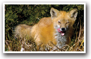 Fox near Estes Park, Colorado