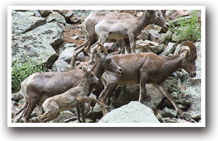 Rocky Mountain bighorn sheep near Estes Park and Loveland, Colorado