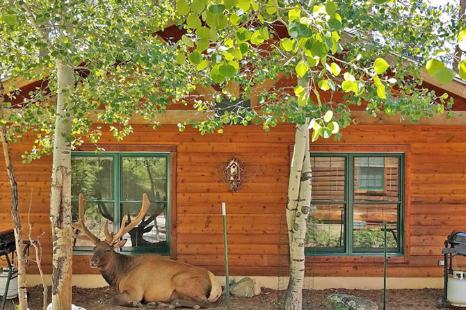 Elk laying in front of Cabin at The Evergreens on Fall River Cabins in Estes Park, Colorado
