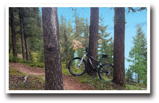Bike leaning against a tree on Rampart Reservoir Trail, Colorado
