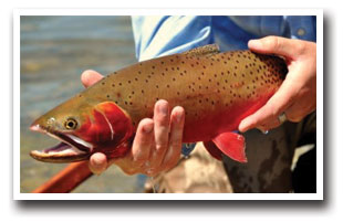 Close up of cutthroat trout, caught in the White River Valley area, Colorado
