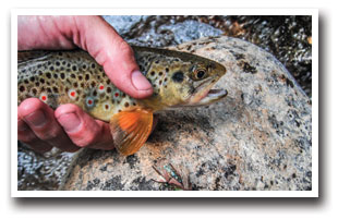 Hand holding a brooke trout with rock in background at at the cache la poudre river, Colorado