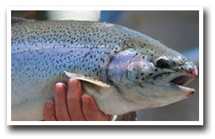 Hands showing Large Rainbow Trout caught in Echo Canyon Reservoir, near Pagosa Springs, Colorado