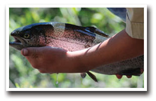 Caught Rainbow trout in the San Juan River near Pagosa Springs, Colorado