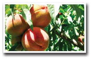 Large ripe peaches on a tree grown in Palisade, Colorado