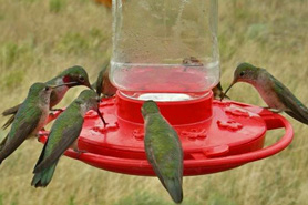 Broad-Tailed Humming Birds feeding at Great Sand Dunes Lodge in Alamosa, Colorado.