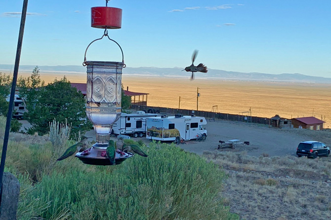 Humming Birds in flight and feeding at Great Sand Dunes Oasis Campground, RV Park and Cabins in Mosca, Colorado