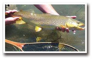 Greenback cutthroat trout caught in the St. Charles River, Colorado