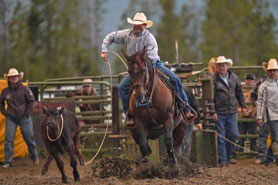 Cowboy on horseback roping a calf in stride at High Country Stampede Rodeo in Winter Park, Colorado.