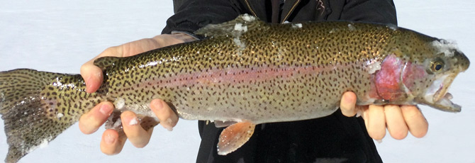 Person holding rainbow trout that was caught from the fishing pond near Hill Top General Store, Cabins and Antiques in Red Feather Lakes, Colorado.