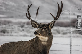 Wildlife viewing of a deer in the winter near Hot Sulphur Springs, Colorado.