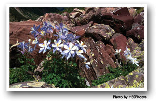 Field of Columbines in Hot Sulphur Springs, Colorado