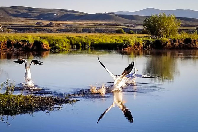 Crains taking flight from reservoir in Kremmling, Colorado. Photo Credit: Rosie Stahl
