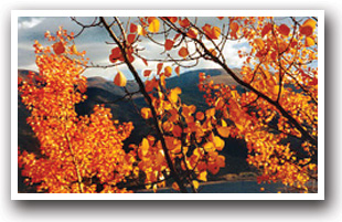 Aspen trees overlooking Twin Lakes, Colorado