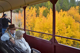 View of aspens changing to gold from train car during the Fall Oktoberfest train ride with Leadville Colorado and Southern Railroad Company near Leadville and Twin Lakes area in Colorado