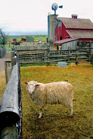 Sheep grazing at a farm in Boulder County, Colorado