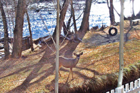 A deer right out side Lost Canyon Resort Cabin in Gunnison, Colorado