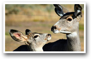 Mama deer and baby deer, Colorado Vacation Directory