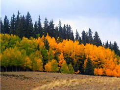 Fall Colors, South Fork, Colorado
