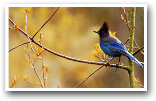 Stellars Jay, Colorado, Colorado Vacation Directory