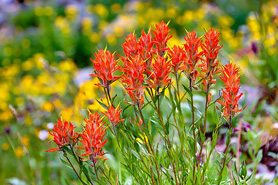 Orange Indian Paintbrush growing along the Tracks Across Borders Scenic Byway, Colorado.