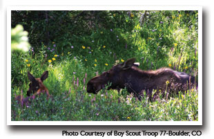 moose with calf in the Poudre River Area, Photo courtesy of Boy Scout Troop 77-Boulder, CO