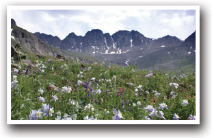 Flowers growing along the Alpine Loop Jeeping Trail, Colorado
