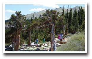 Bristle Cone Pine trees at Dos Chappel Nature Center along Mount Evans Scenic Byway in Colorado