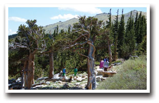 Bristle Cone Pine trees at Dos Chappell Nature Center along Mount Evans Scenic Byway in Colorado.