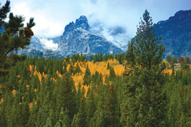 Aspens changing to fall colors along Trail Ridge Road, Colorado.