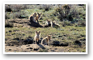 A fox den near Hot Sulphur Springs, Colorado