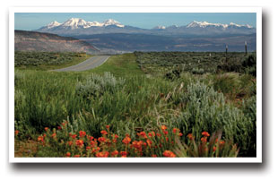 Red flowers along the Tabeguache Scenic Byway outside the Uncompahgre National forest in western Colorado