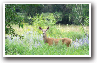 A deer in grove of grass, Colorado