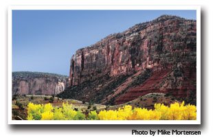 Red Cliffs with yellow aspen trees along the Unaweep Tabeguache Scenic Byway, Photo By Mike Mortesen