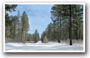 The Boggy Draw Snowmobile Trail System near Dolores, Colorado