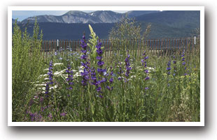 wild flowers and Wheeler Peak, Colorado Vacation Directory