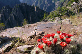 Red and orange cactus blooms along Rim Rock Nature Trail above the Black Canyon of the Gunnison National Park, Colorado.