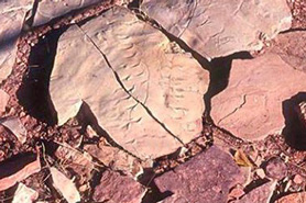 Close up of a sandstone fossil track from the Odrovician Period found at the Indian Springs Trace Fossil Site near Canon City, Colorado.