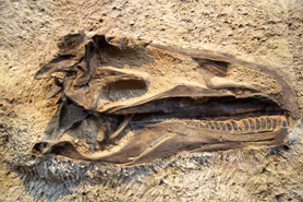 Fossil of a dinosaur skull unearthed at the Dinosaur National Monument in Colorado