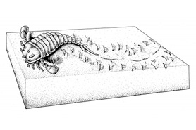 Sketch of Euypterids fossil tracks like those found in Indian Springs Trace Fossil Site, Colorado.