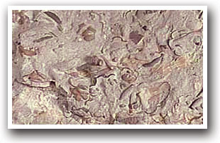 A cluster of fossils from the Odrovician Period much like other fossils found at the Indian Springs Trace Fossil Site near Canyon City, Colorado