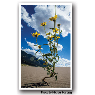 Sun Flower on the Great Sand Dunes, Colorado, Photo by Michael Hartzog