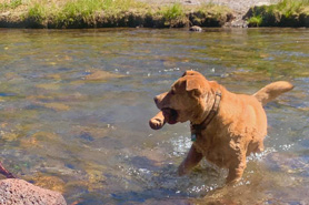 Dog playing in the waters of the San Miguel River, Colorado