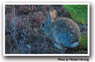 Wild Rabbit in the San Luis Valley, Colorado, Photo by Michael Hartzog