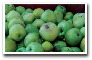 A bunch of green apples grown from the the North Fork Valley in Colorado