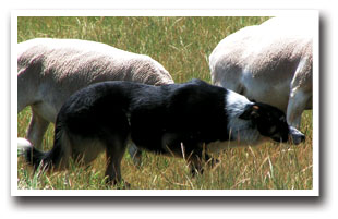 A black and white sheep dog herds sheep in tall grass at the Sheep Dog Trials in the Town of Hotchkiss, Colorado